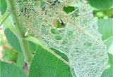 Black and Rust Fuzzy Caterpillar Stop Milkweed Pests From Ruining Milkweed for Monarchs