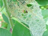 Black and Rust Fuzzy Caterpillar Stop Milkweed Pests From Ruining Milkweed for Monarchs