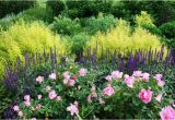 Borders Hardwood Flooring Colorado Springs Spirea Salvia and Roses Pink Purple and Lime Green