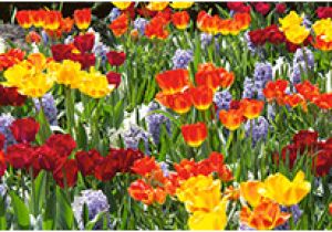 Borders Hardwood Flooring Colorado Springs when & How to Plant Spring Bulbs Gardening Tips at