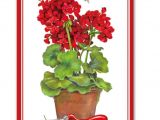 Breeze Art Garden Flags Breezeart Standard Flag Garden Geraniums Premium 28 X40 Display