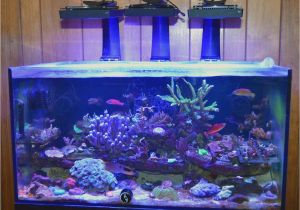 Cad Lights Aquarium Any Recent Cadlights Reviews Reef2reef Saltwater and Reef
