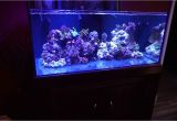 Cad Lights Aquarium Cad Lights Artesian Ii 100 Gallon Reef Tank Short Video Youtube