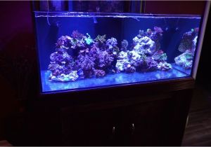 Cad Lights Aquarium Cad Lights Artesian Ii 100 Gallon Reef Tank Short Video Youtube