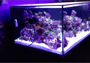 Cad Lights Aquarium Cadlights Rimless 120g 48x30x20 1st Week Higor Youtube