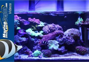 Cad Lights Aquarium Marine Depot Featured Tank Cad Lights Artisan 70 Gallon Reef Tank