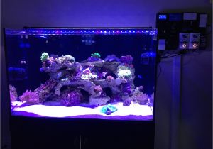 Cad Lights Aquarium My Review Of Cadlights Aquariums Reef2reef Saltwater and Reef