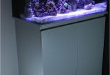 Cad Lights Aquarium Our 34g Mini Ii In Our Office Finally Posting Pics Of It Cad