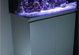 Cad Lights Aquarium Our 34g Mini Ii In Our Office Finally Posting Pics Of It Cad