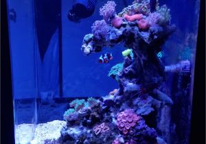 Cad Lights Aquarium Scubapoochs Cadlights 18g Build Aquarium Journals Nano Reef Com