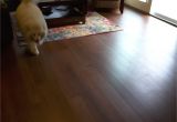 Cali Bamboo Flooring and Dogs Pin by Fine Floorz On Cali Bamboo Hardwood Flooring Pinterest