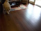 Cali Bamboo Flooring and Dogs Pin by Fine Floorz On Cali Bamboo Hardwood Flooring Pinterest