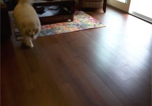 Cali Bamboo Flooring and Dogs Pin by Fine Floorz On Cali Bamboo Hardwood Flooring Pinterest
