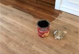 Can You Deep Clean Hardwood Floors Adventures In Staining My Red Oak Hardwood Floors Products Process