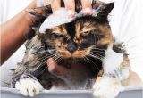 Cats Like Bathtubs Cat Baths 6 Things You Should Not Do Catster