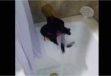 Cats Like Bathtubs Cat Decides to Take A Bath