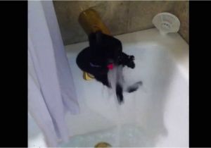 Cats Like Bathtubs Cat Decides to Take A Bath