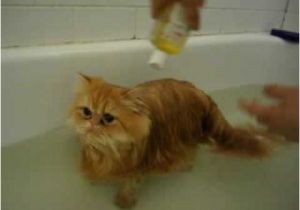 Cats Like Bathtubs Cute Kitten In A Bath