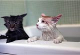 Cats Like Bathtubs Have You Ever thought why Cats Afraid Hate Water