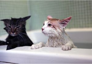 Cats Like Bathtubs Have You Ever thought why Cats Afraid Hate Water
