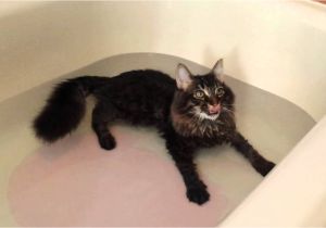 Cats Like Bathtubs Maine Coon Kitten Lying and Swimming In the Tub