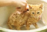 Cats Like Bathtubs Should You Bathe A Cat What to Know About Cat Baths Catster