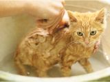 Cats Like Bathtubs Should You Bathe A Cat What to Know About Cat Baths Catster