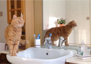 Cats Like Bathtubs why Do Cats Like to Be with Us In the Bathroom Sissi