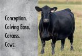 Chair Rock 5050 Gar 8086 2015 Beef Sire Directory by Kim West issuu