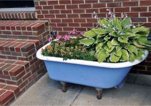 Clawfoot Bathtub Planter Dr Dan S Garden Tips Using the Unusual