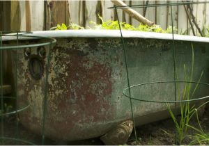 Clawfoot Tub Garden 11 Best Clawfoot Tub Garden Images On Pinterest