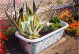 Clawfoot Tub Garden Clawfoot Tub Garden Em43 – Roc Munity