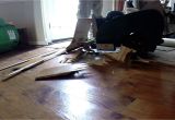 Concrete Floor Scraper Removing Hardwood Floor with A Floor Scraper Youtube