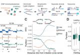 D and G Light Blue Mcm2 Promotes Symmetric Inheritance Of Modified Histones During Dna