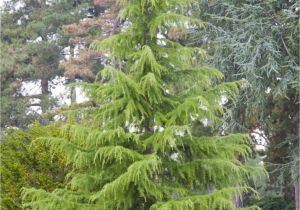 Decorative Pine Trees for Landscaping Familiar with the Deodar Cedar Pinterest Specimen Trees