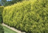 Decorative Pine Trees for Landscaping Ideas for Landscaping Property Lines