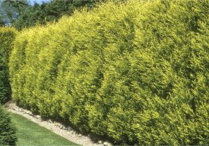 Decorative Pine Trees for Landscaping Ideas for Landscaping Property Lines