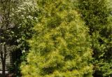 Decorative Pine Trees for Landscaping Japanese Umbrella Pine Not A True Pine but A True Treasure Pine