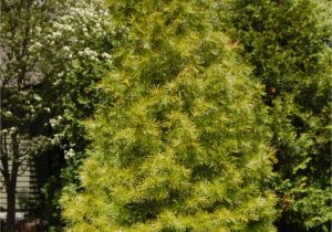 Decorative Pine Trees for Landscaping Japanese Umbrella Pine Not A True Pine but A True Treasure Pine