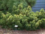Decorative Pine Trees for Landscaping Mugo Pine Trees Select Mops for A Dwarf Cultivar