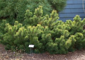 Decorative Pine Trees for Landscaping Mugo Pine Trees Select Mops for A Dwarf Cultivar