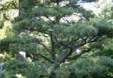Decorative Pine Trees for Landscaping Pine Trees for Your Garden Pine Tree Landscaping Peculiarities