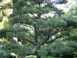 Decorative Pine Trees for Landscaping Pine Trees for Your Garden Pine Tree Landscaping Peculiarities