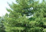 Decorative Pine Trees for Landscaping White Pine Trees for Your Home Pine Tree Landscaping Peculiarities