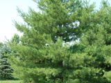 Decorative Pine Trees for Landscaping White Pine Trees for Your Home Pine Tree Landscaping Peculiarities