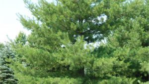 Decorative Pine Trees for Landscaping White Pine Trees for Your Home Pine Tree Landscaping Peculiarities