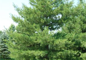 Decorative Pine Trees for Landscaping White Pine Trees for Your Home Pine Tree Landscaping Peculiarities