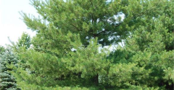 Decorative Pine Trees for Landscaping White Pine Trees for Your Home Pine Tree Landscaping Peculiarities