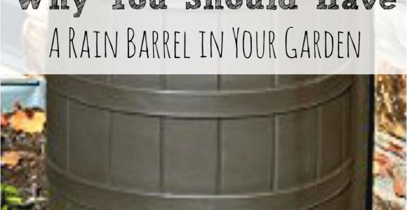 Decorative Rain Barrels Rainwater Harvesting Rainwater Harvesting Barrels and Rain