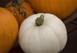 Decorative White Pumpkins for Sale What is A White Pumpkin and What Can You Do with One